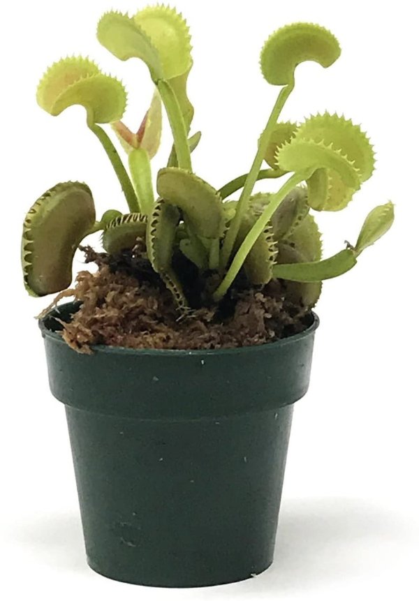 Dente Venus Fly Trap Live Carnivorous Plant Dionaea | Etsy