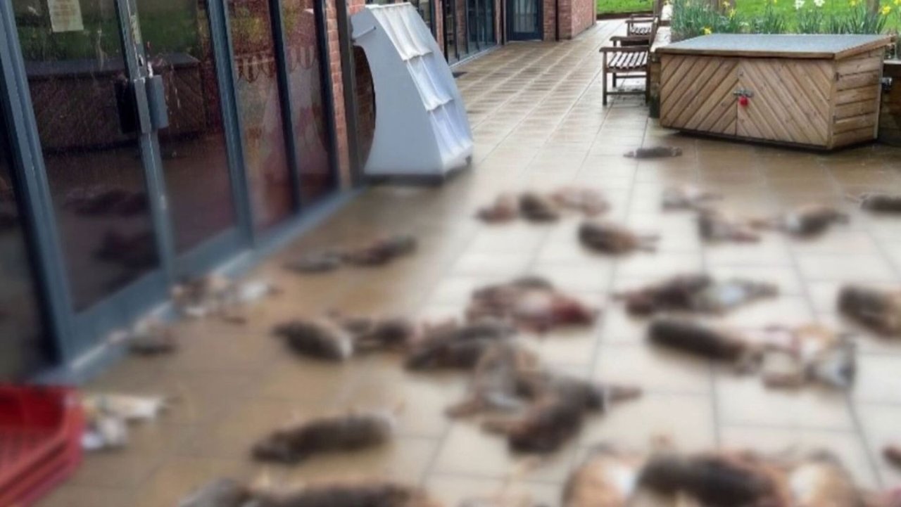 骇人！英国1商店一夜之间惊现50多具动物尸体，血腥场面触目惊心……
