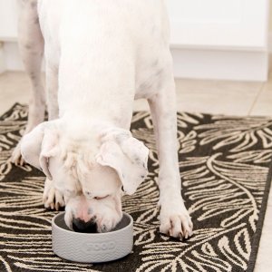 7 Best Freeze-Dried Dog Foods to Try @ Chewy