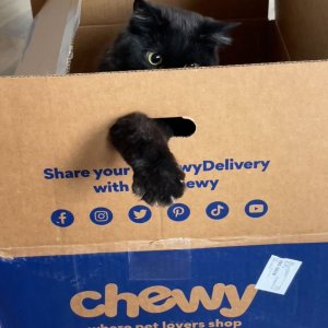 Chewy 精选猫咪零食促销 美味猫条健康冻干小零食都有