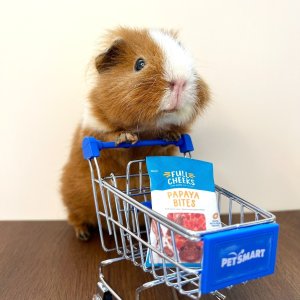 SAVE EXTRA 20%Petsmart Online only sale