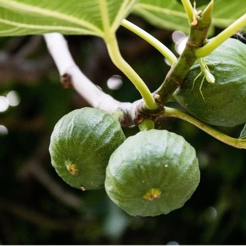 新手果树品种推荐 低至$25春添一抹绿 秋收一筐甜