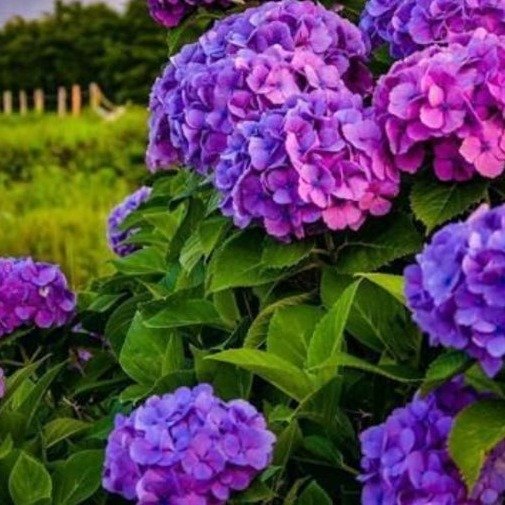 5pcs Dark Purple Hydrangea Seeds Perennial Hardy Garden Shrub | Etsy