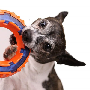 Nerf Selected Dog Toys on Sale