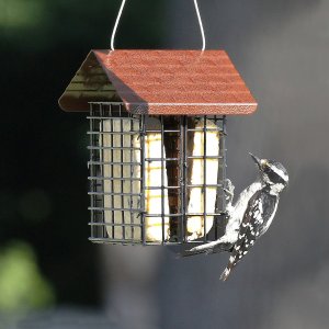 Chewy Bird Products on Sale
