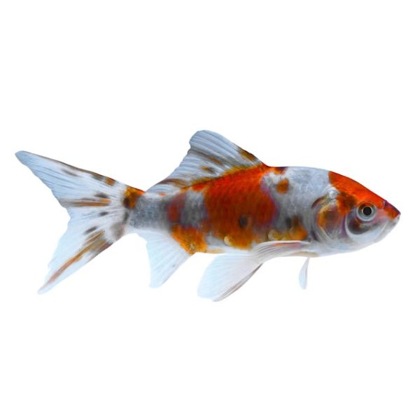Shubunkin Goldfish (Carassius auratus) - Small | Petco