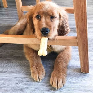 Nylabone Selected Dog Chew Toys on Sale