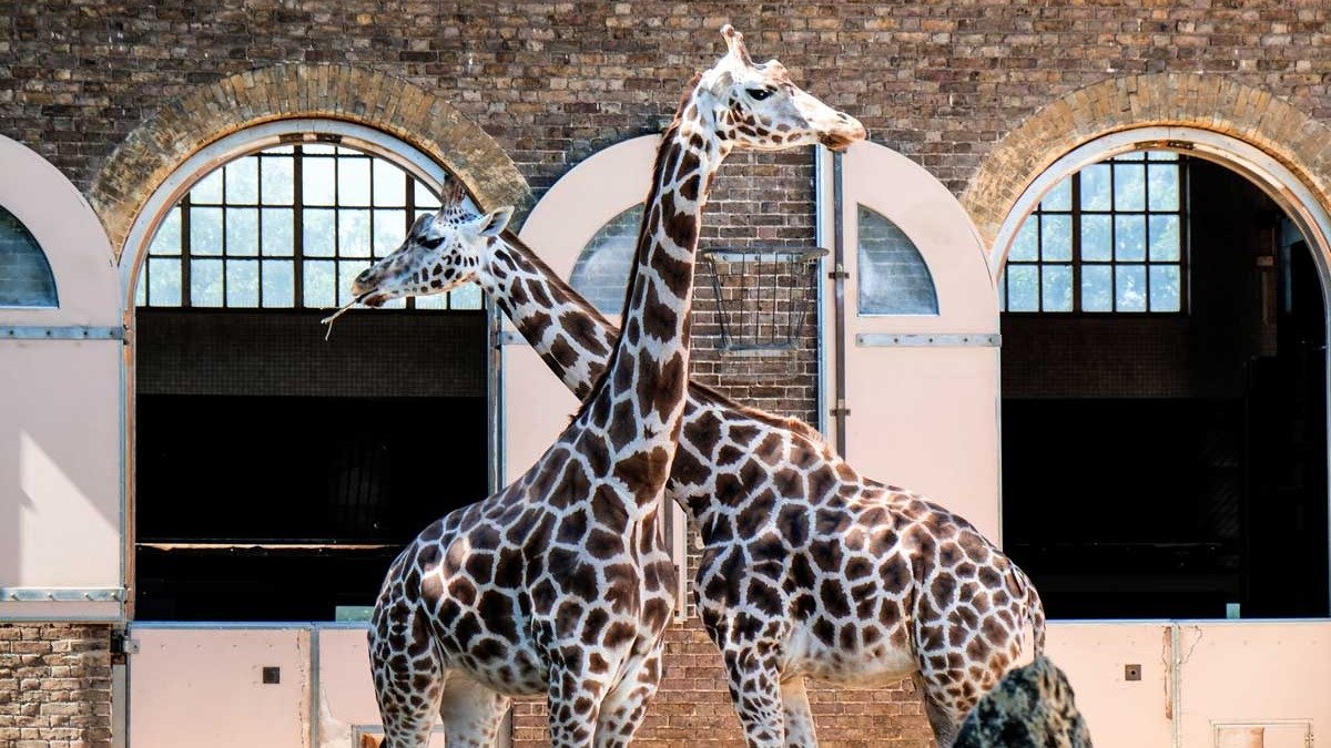 伦敦动物园 ZSL London Zoo – 参观攻略