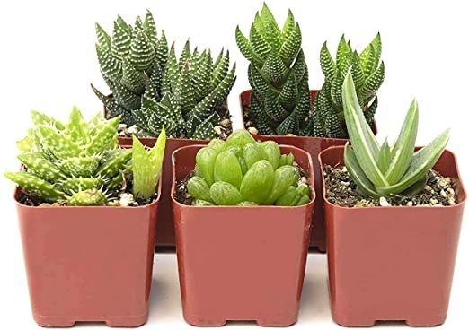 Assortment of Hand Selected, Fully Rooted Alluring Miniature Aloe Live Indoor Succulent Plants, 5-Pack