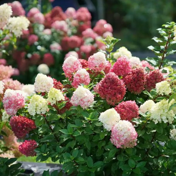 1 Gal. Little Lime Punch Panicle Hydrangea (Paniculata) Live Plant, Shrub, Green, White, and Pink Flowers