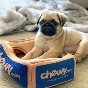 Chewy Pet Products First Autoship sale