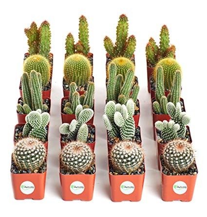 Cool Cactus Collection of Live Succulent Plants
