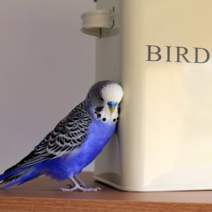 Bird Supplies @ Chewy.com