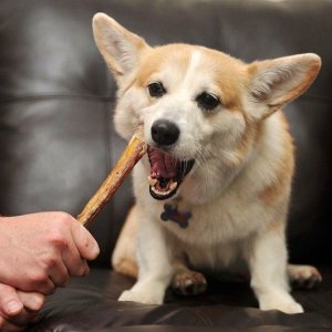 Only Natural Pet Dog Chews on Sale