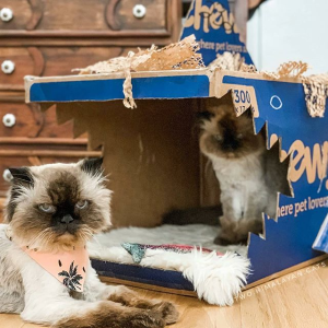 Chewy Selected Cat Toys, Treats & More on Sale