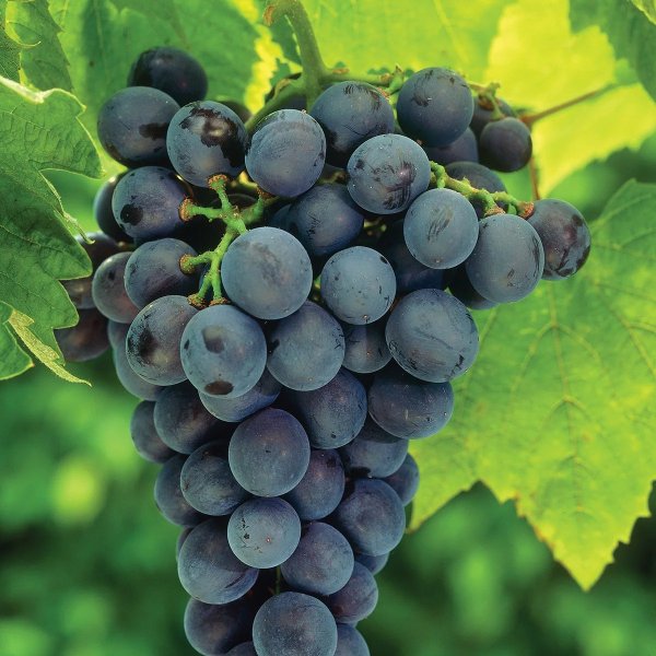 Grapes Concord Blue Set of 1 Plant Green Full Sun