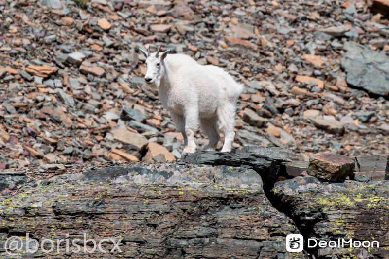 mountain_goat_2.jpg