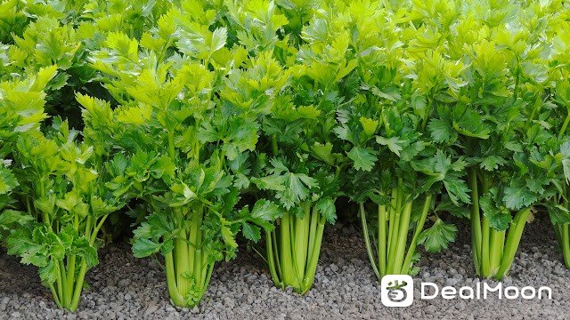 celery.jpeg