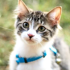Petco Cat Collars, Leashes & Harnesses on Sale