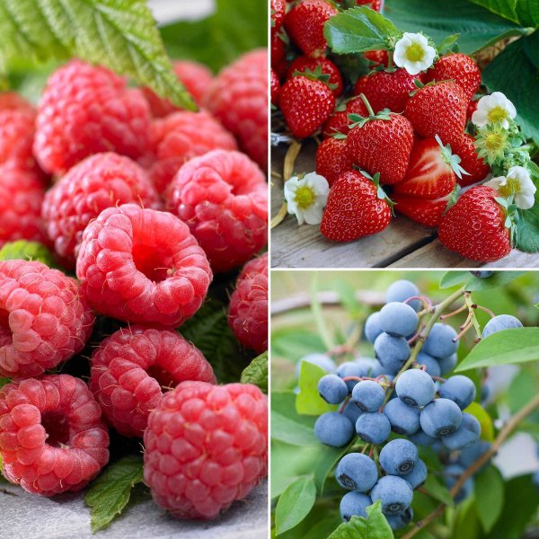 Gardens Fruit Collection: Raspberry, Strawberry and Blueberry