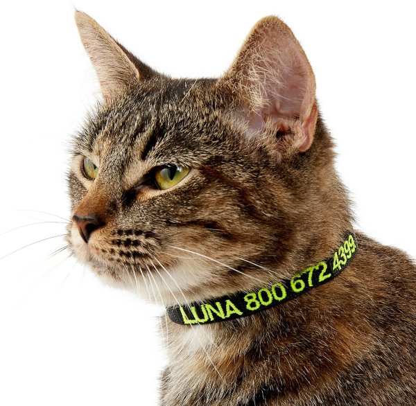 Personalized Nylon Breakaway Cat Collar with Bell, Black, 8 to 12-in neck, 1/2-in wide - Chewy.com