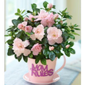Mom's Tea Party Azalea Pink Plant