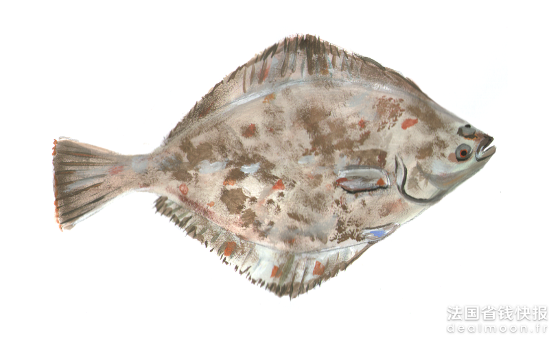 flounder-2358302_1280