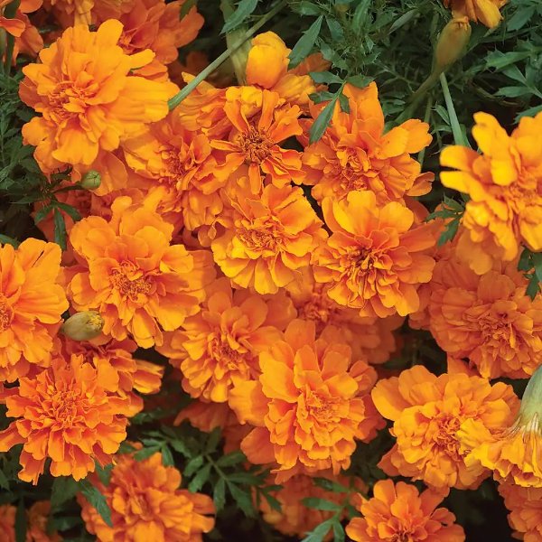 1.65-Pint Orange French Marigold Plant (6-Pack)