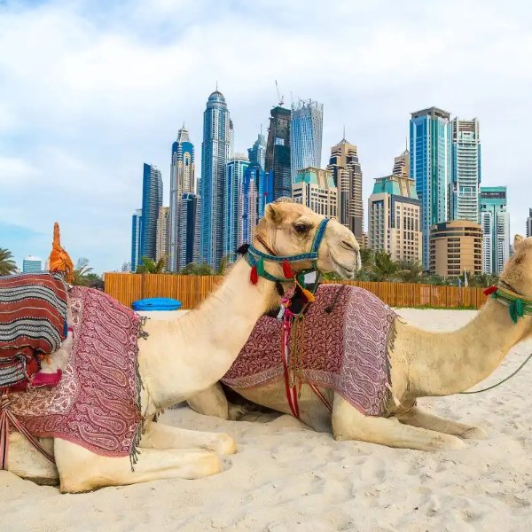 Dubai City & Abu Dhabi Beach Adventure