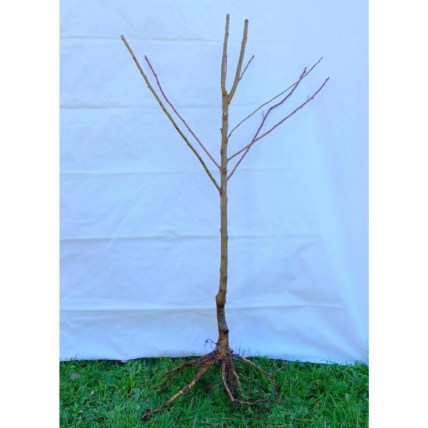Frost Peach Tree Bare Root