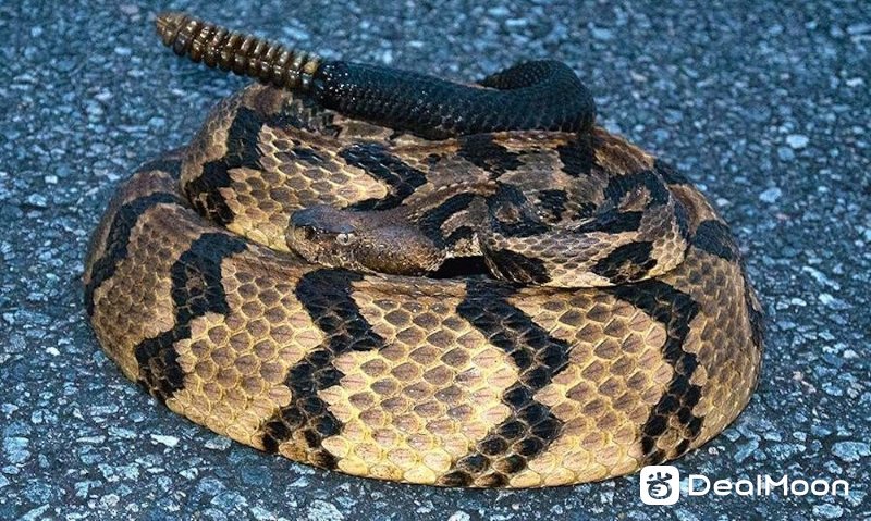 Timber Rattlesnake 美国常见毒蛇品种