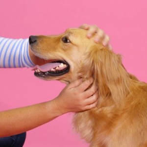 GNC Pets 多款宠物保健品促销