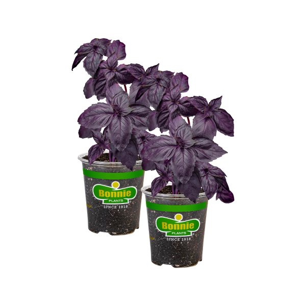 Purple Basil 19.3 oz. 2-Pack