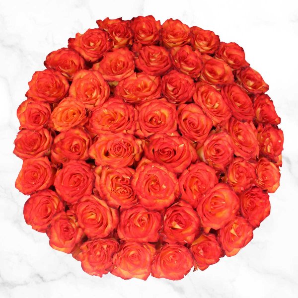 Bi-color Orange Roses