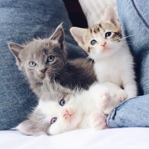 New Pet Parents Guide -- Kitten
