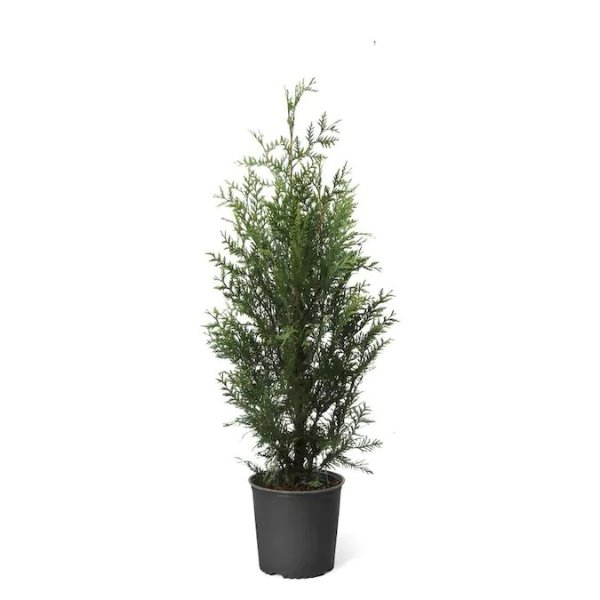 Brighter Blooms 3-Gallon Thuja Green Giant Screening Tree in Pot Lowes.com