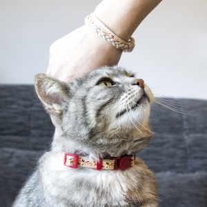 Pettsie Natural Pet Collars with Friendship Bracelets