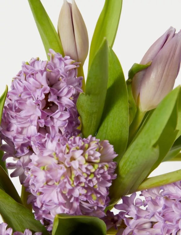 奶紫色 风信子和郁金香花束