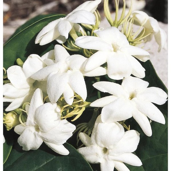 White Arabian Jasmine Flowering Shrub in Pot (With Soil) (L5922) Lowes.com