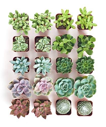 Assorted Collection of Live Succulent Plants