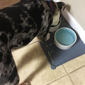 Hoki Found Silicone Waterproof Dog Cat Pet Food Mats Tray - Non Slip Pet Dog Cat Bowl Mats Placemat - FDA Grade Dog Pet Cat Feeding Mat @ Amazon