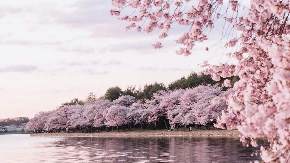 2023美国赏樱攻略：华盛顿DC，旧金山，西雅图...春天来了，在美国就可以看樱花！