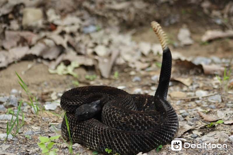 Timber Rattlesnake 美国常见毒蛇品种