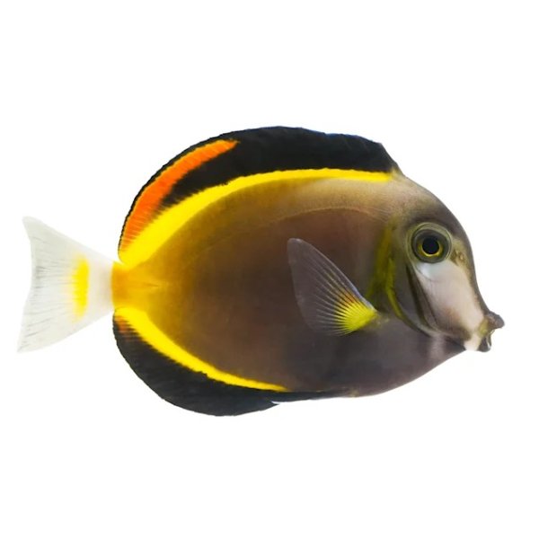 Powder Brown Tang (Acanthurus japonicus) - Small | Petco