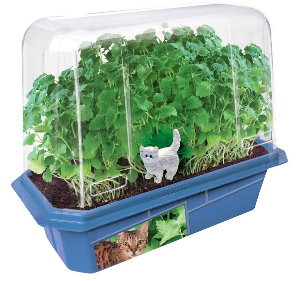 Cat Plant种植玩具