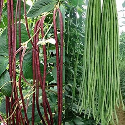 绿红豇豆种子50