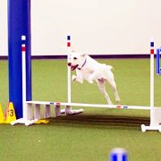 What A Great Dog!