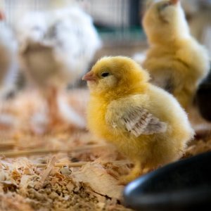 Petco Selected Chicken Coops on Sale