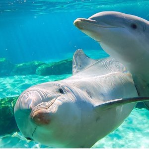Sea World Orlando Limited Time Offers