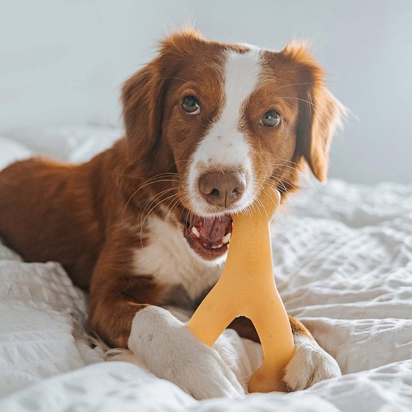 Wishbone Durable Dog Chew Toy for Aggressive Chewers